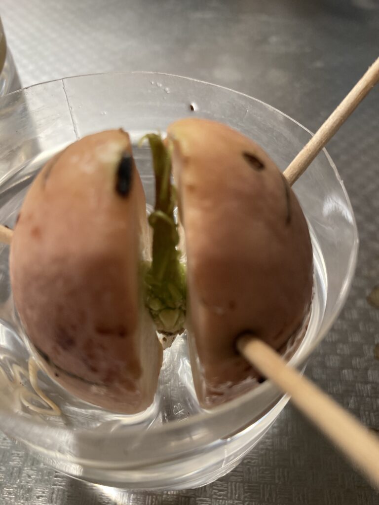 水耕栽培で育てたアボカドの種から芽が出始めた様子