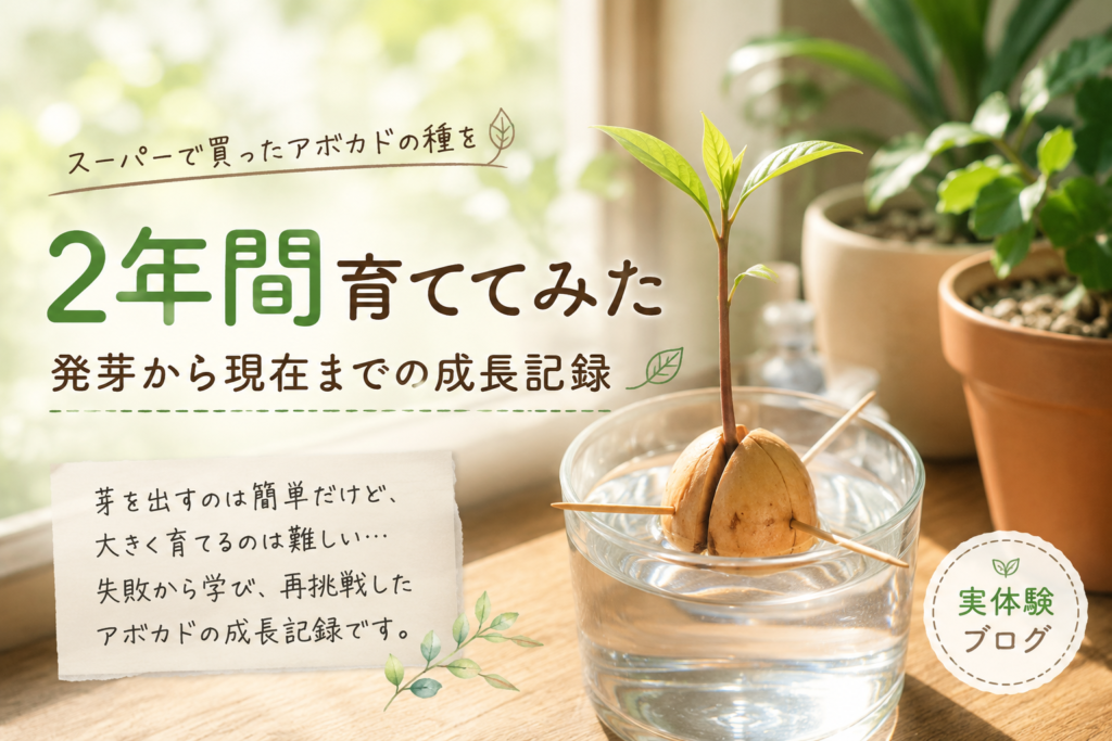 アボカドの種から芽が出始めた様子