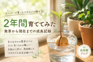 アボカドの種から芽が出始めた様子