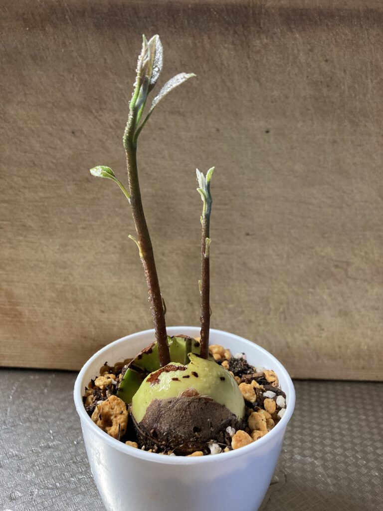 成長に差がある2本芽のアボカド