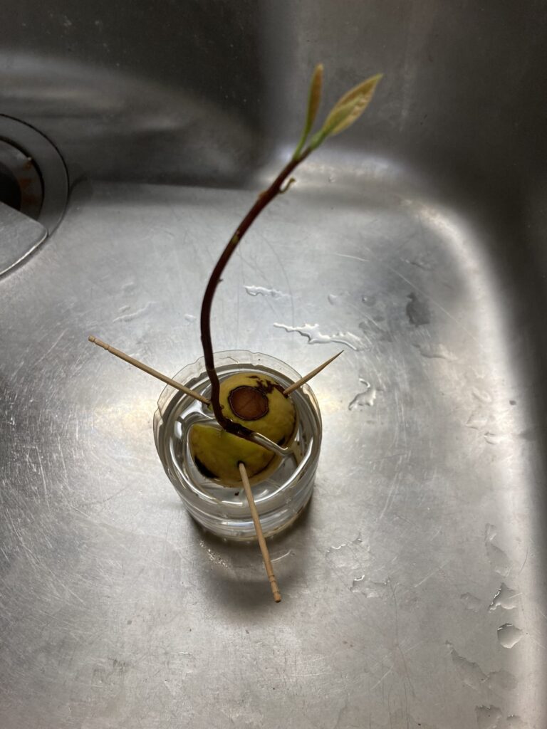 水耕栽培で芽が伸び始めたアボカドの種