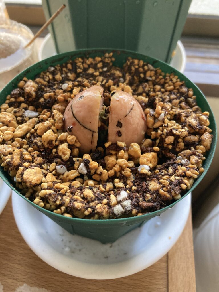 発根したアボカドの種を鉢へ植え替えた様子