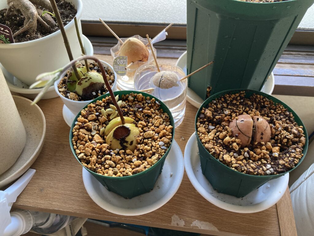 発芽したアボカドを鉢植えと水耕栽培で育てている様子