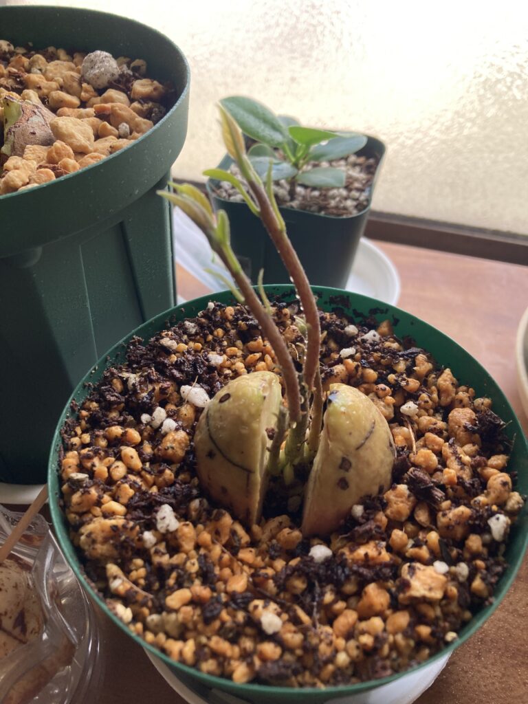 アボカドの種から2本の芽が伸び始めた様子