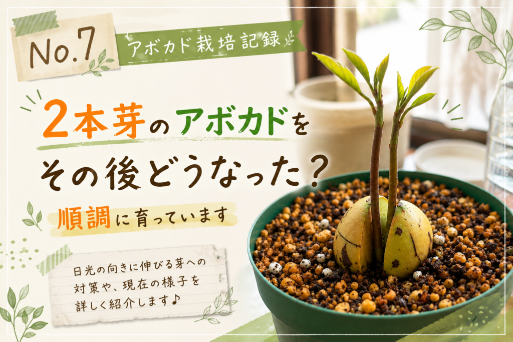 1つの種から2本芽が出たアボカドの成長記録
