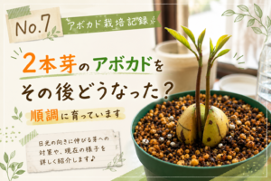 1つの種から2本芽が出たアボカドの成長記録