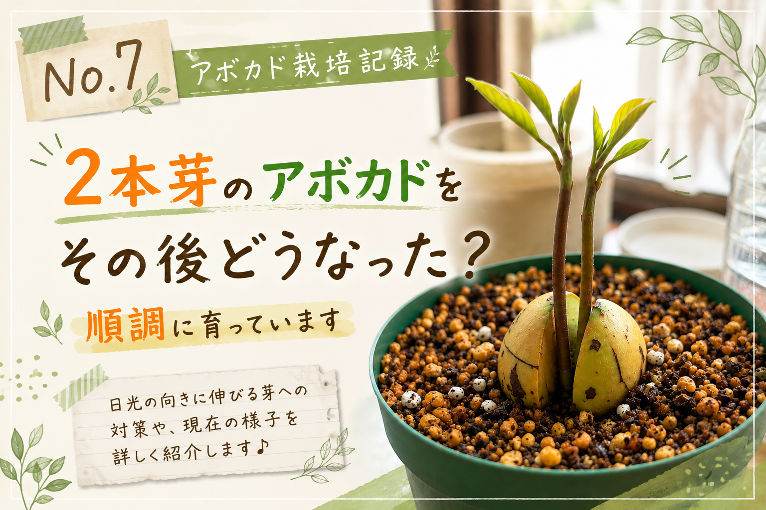 1つの種から2本芽が出たアボカドの成長記録