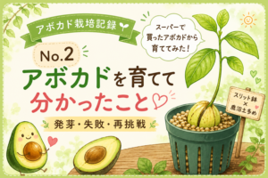 スーパーで買ったアボカドの種から育てたアボカドの栽培記録イラスト