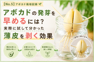 アボカドの種は薄皮を剥くと発芽が早い？水耕栽培の実体験