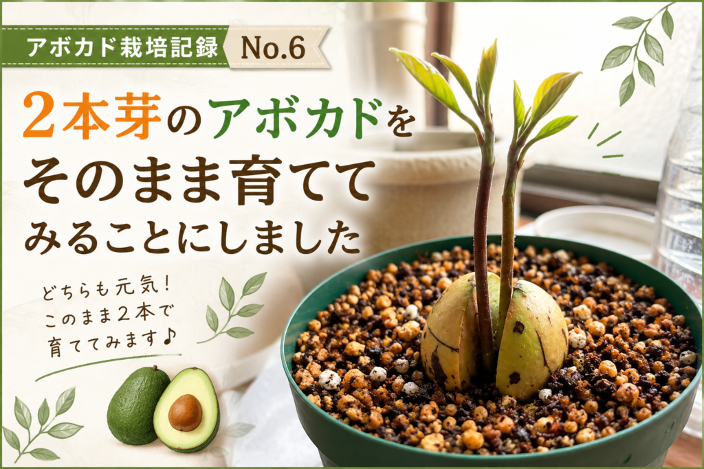 2本芽のアボカドをそのまま育て始めた栽培記録のアイキャッチ画像