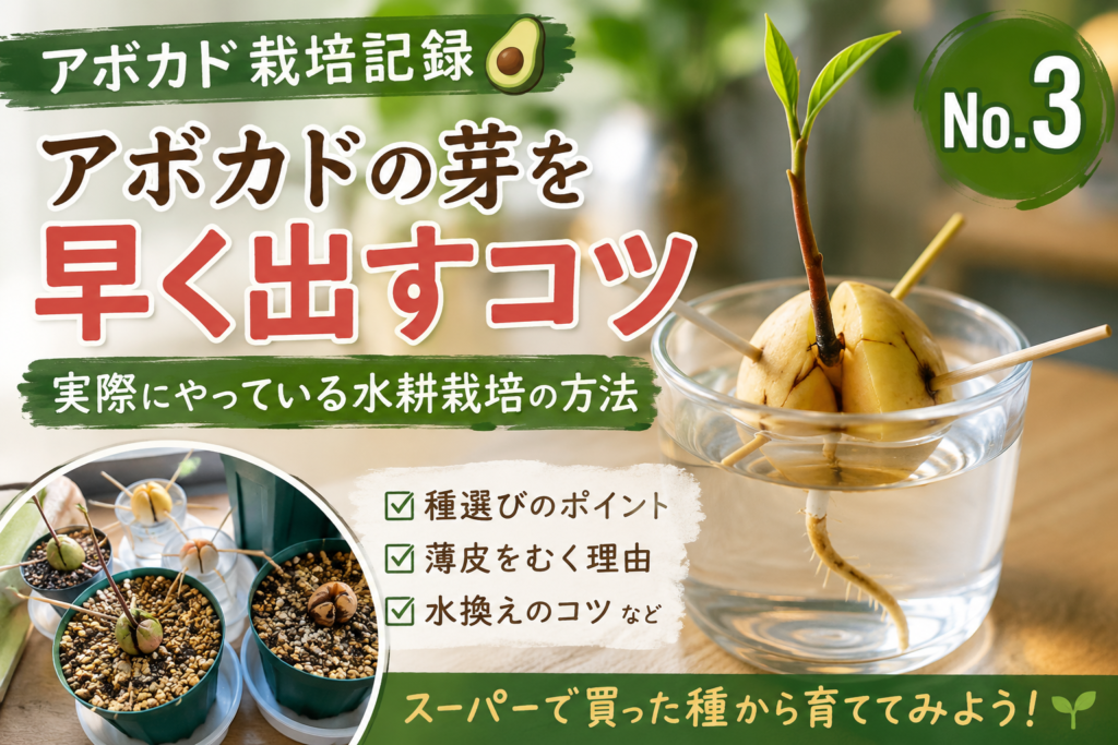 アボカドの芽を早く出すコツ｜水耕栽培で発芽したアボカドの種