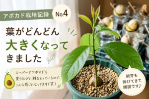 葉が大きく成長したアボカドの栽培記録No.4のアイキャッチ画像