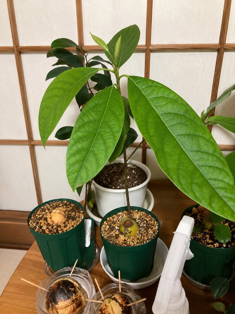 スーパーで購入したアボカドの種を育てた栽培記録。葉が大きく成長した様子
