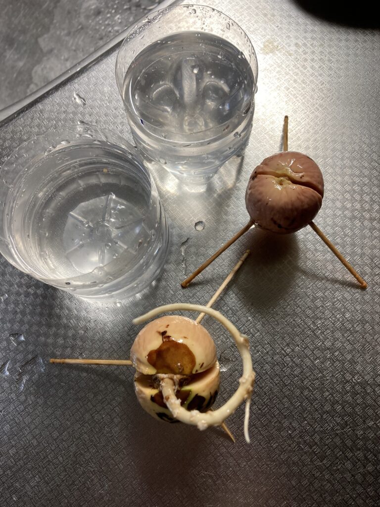 水耕栽培で白い根が伸び始めたアボカドの種