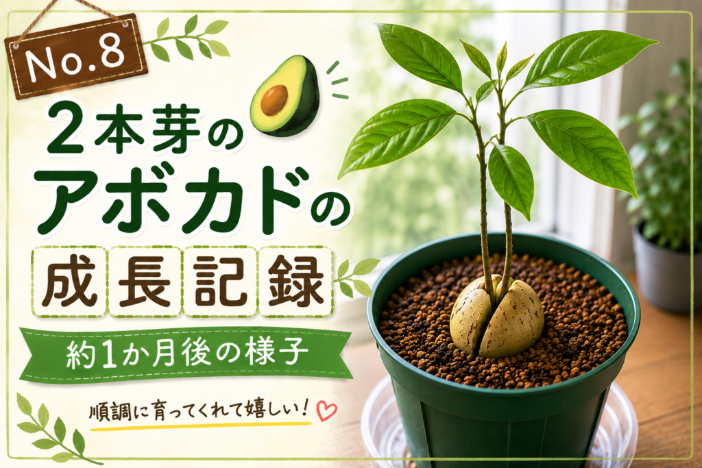 約1か月成長した2本芽のアボカドのイメージイラスト