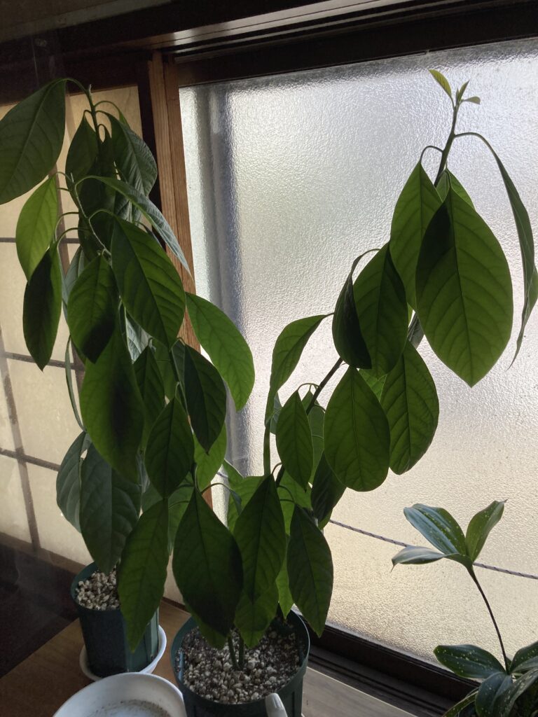 約2〜3か月成長した2本芽のアボカド