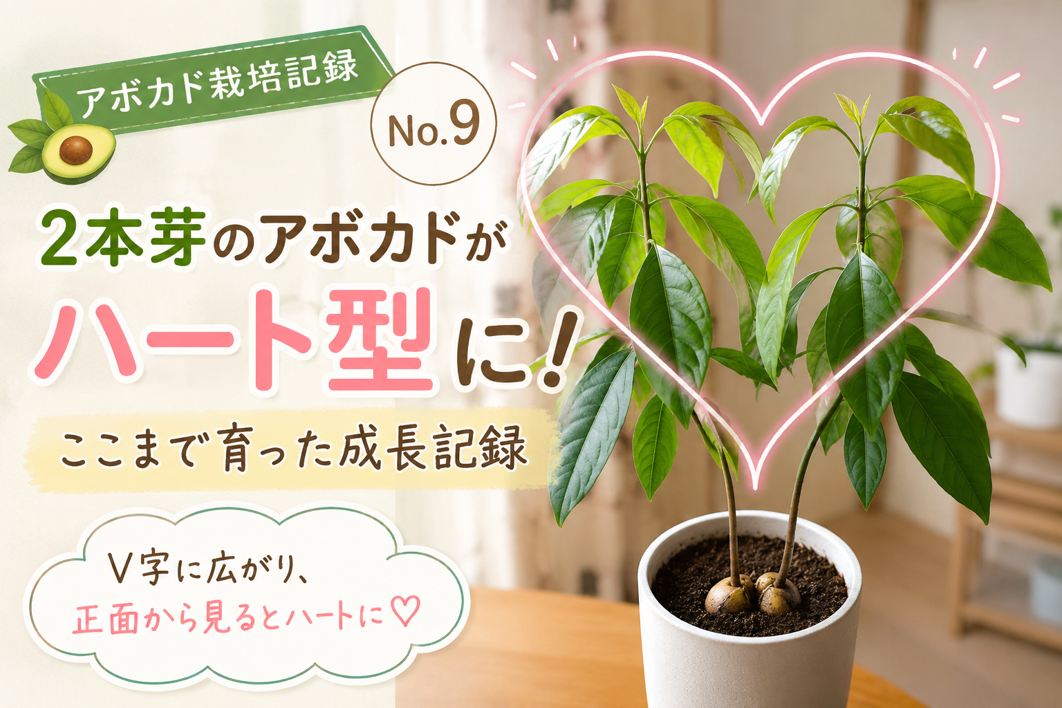 2本芽のアボカドがハート型に広がった成長記録