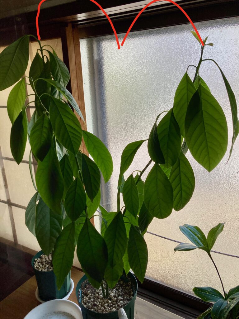ハート型のように広がった2本芽のアボカドの成長イメージ