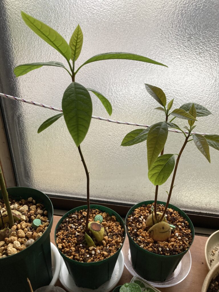 約1か月成長した2本芽のアボカドの様子