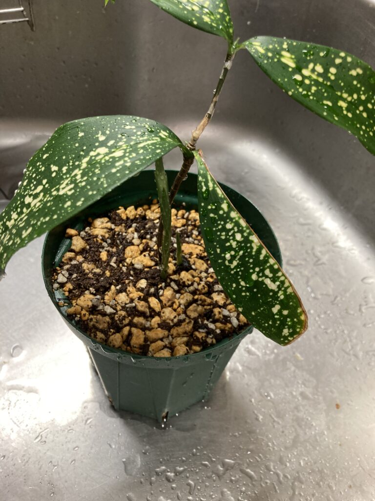 水挿しで根が出たゴッドセフィアナを土に植えた頃の様子