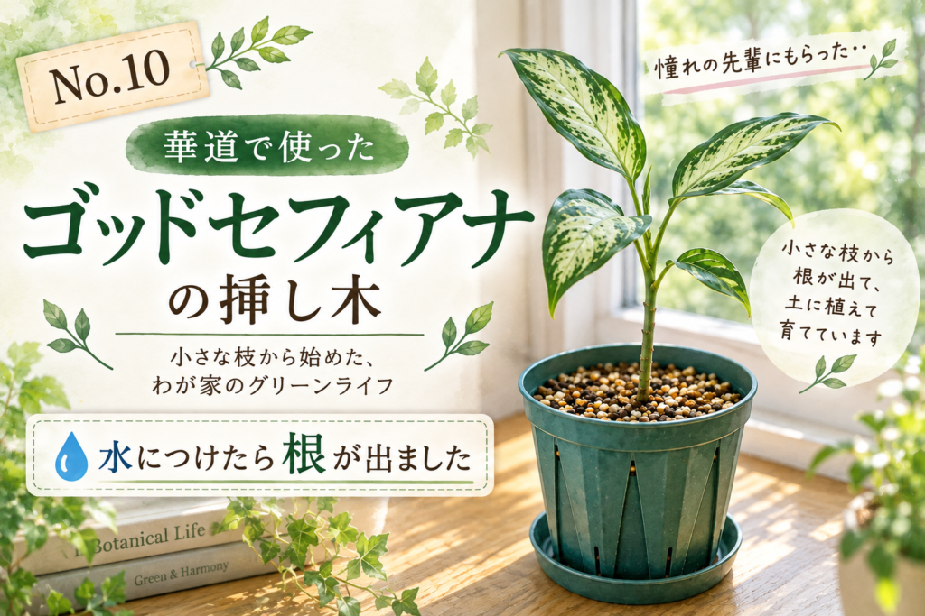 華道で使ったゴッドセフィアナの挿し木を鉢植えで育てている様子